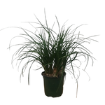 Beaucarnea recurvata (Ponytail Palm)