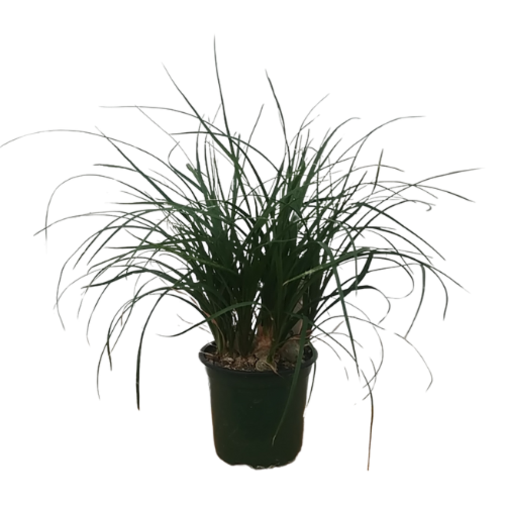 Beaucarnea recurvata (Ponytail Palm)