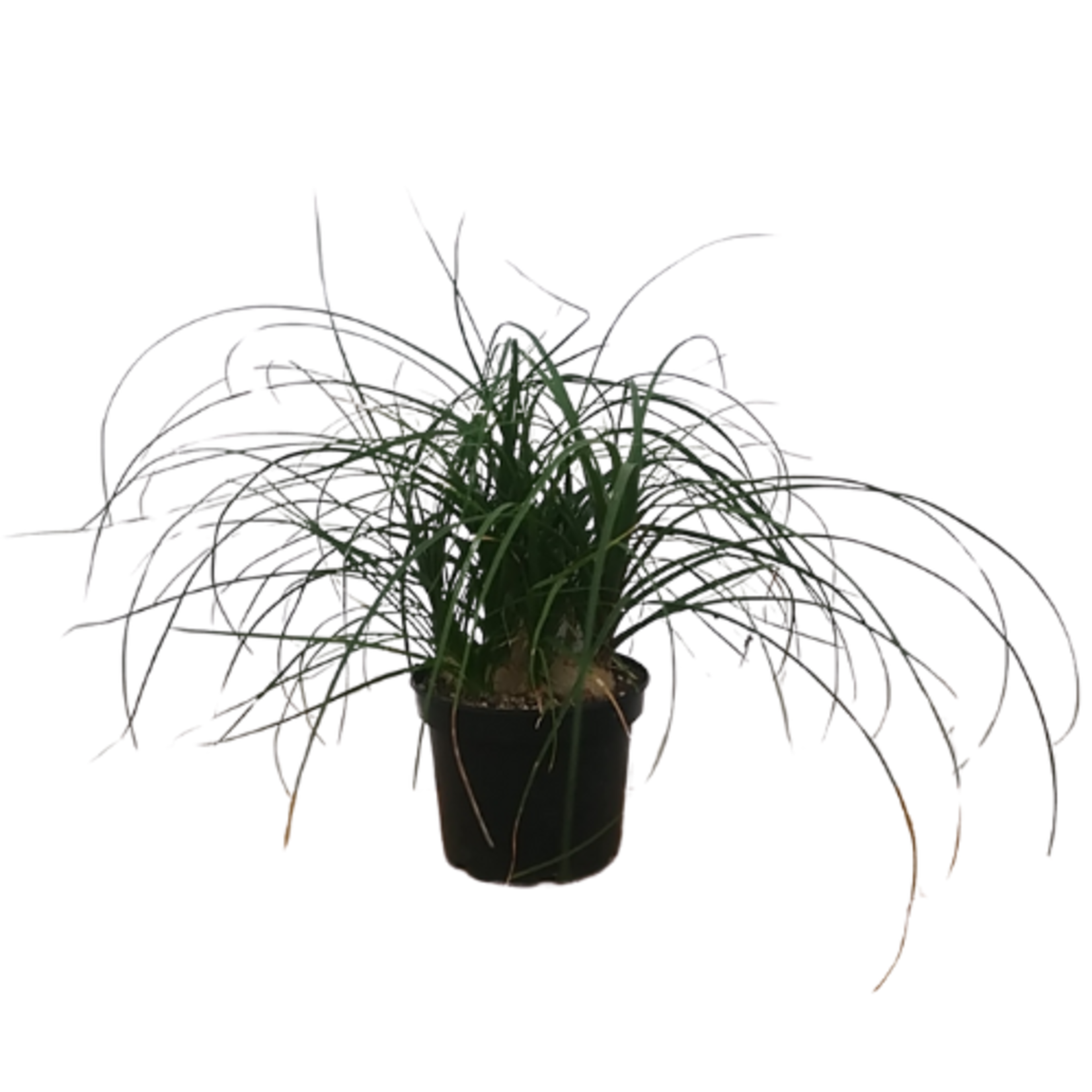 Beaucarnea recurvata (Ponytail Palm)