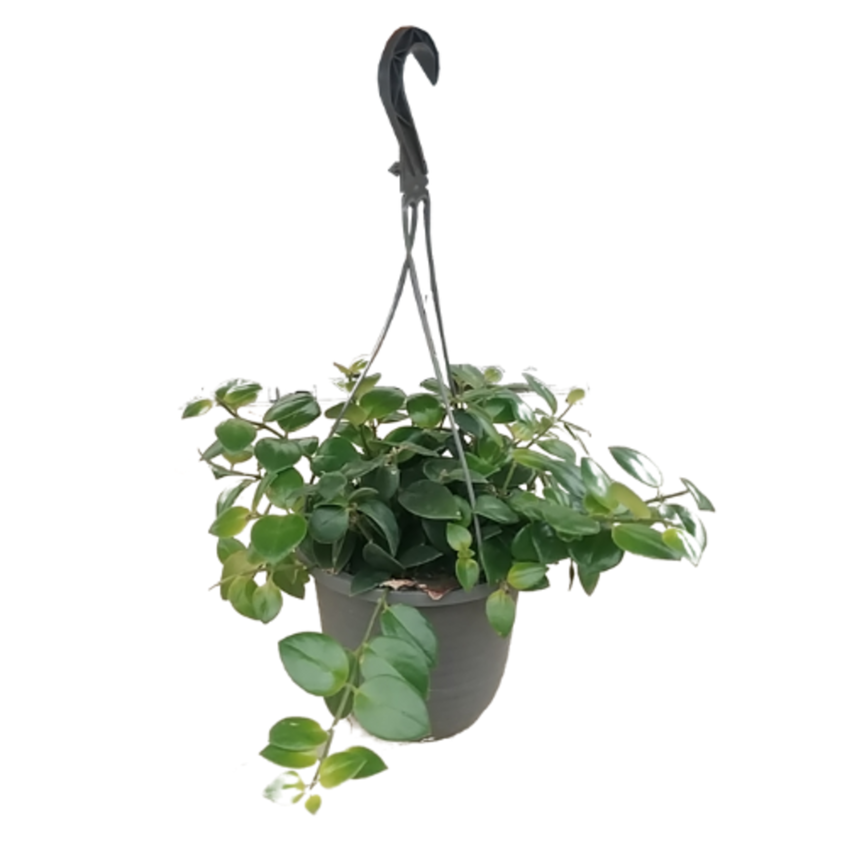 Aeschynanthus spp. Assorted Lipstick Plant