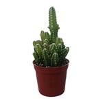 Acanthocereus tetragonus "Fairy Castles" Cactus