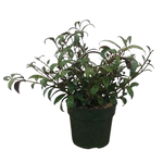 Aeschynanthus marmoratus 'Black Pagoda' Lipstick Plant (Zebra Vine)