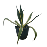 Agave americana Century Plant