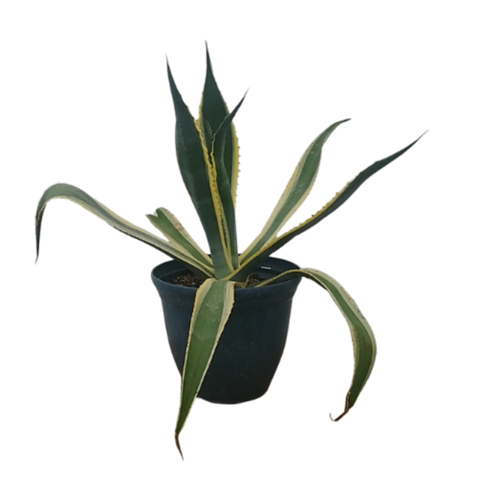 Agave americana Century Plant