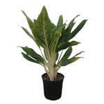 Aglaonema sp. 'Golden Madonna' Chinese Evergreen