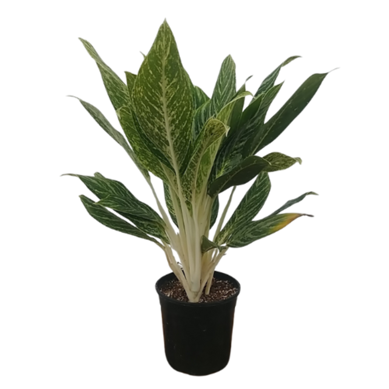 Aglaonema sp. 'Golden Madonna' Chinese Evergreen