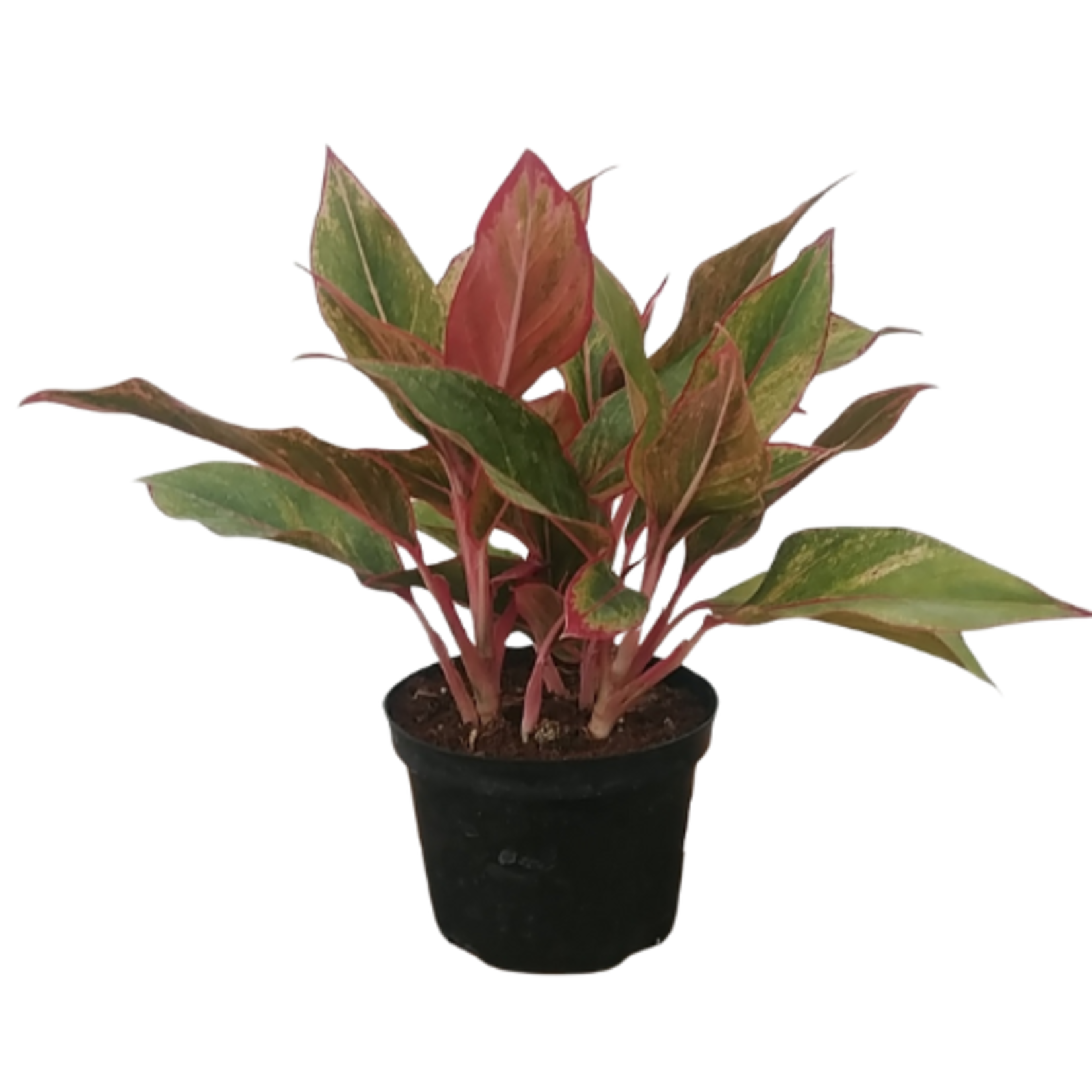 Aglaonema sp. 'Siam' Chinese Evergreen