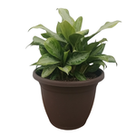 Aglaonema sp. 'Silver Bay' Chinese Evergreen