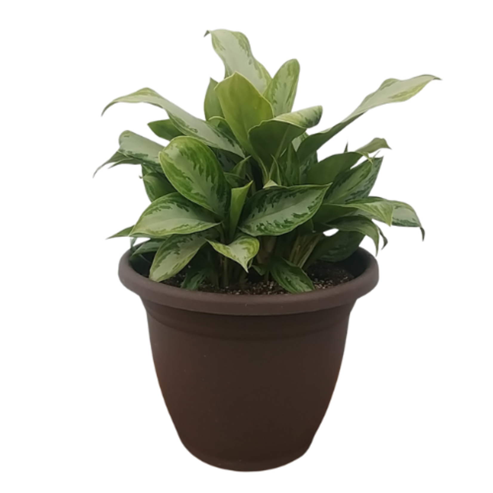 Aglaonema sp. 'Silver Bay' Chinese Evergreen