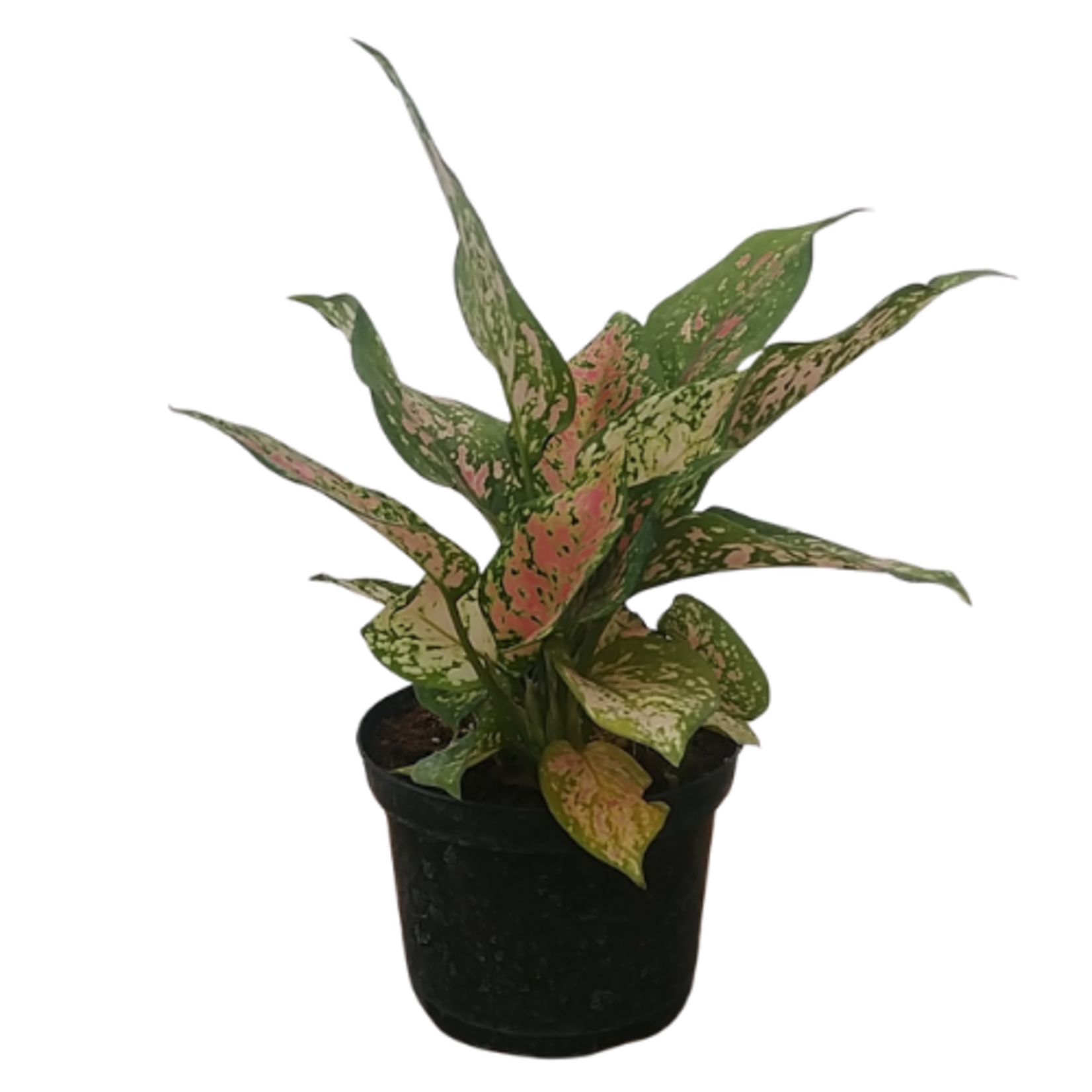 Aglaonema sp. 'Wishes' Chinese Evergreen