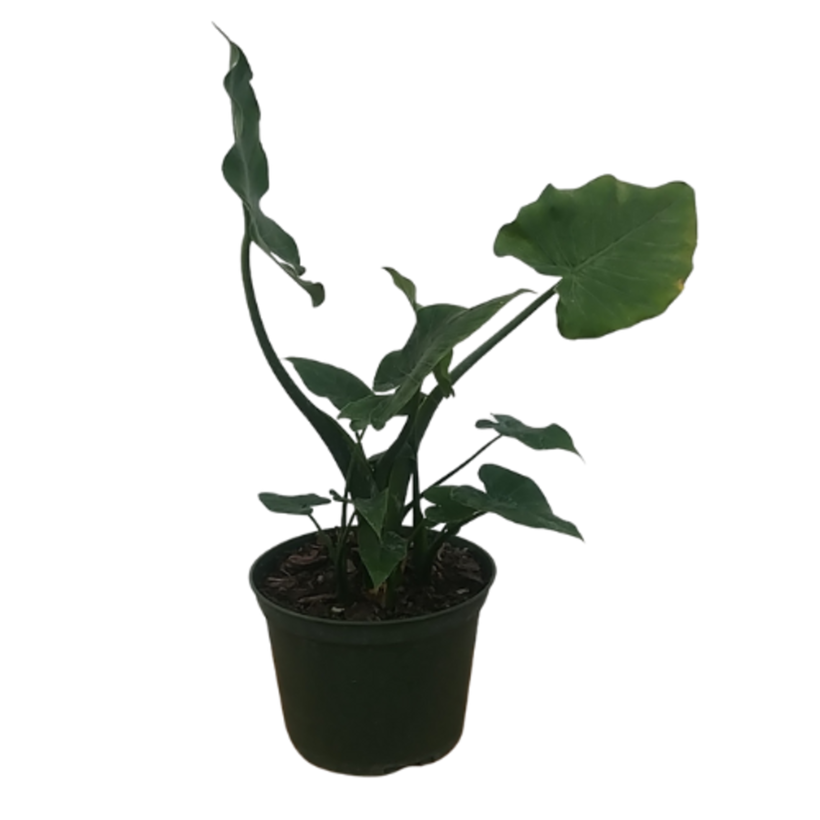 Alocasia gagaena 'California' Elephant Ear