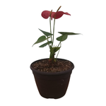 Anthurium andraeanum Flamingo Lily - Red