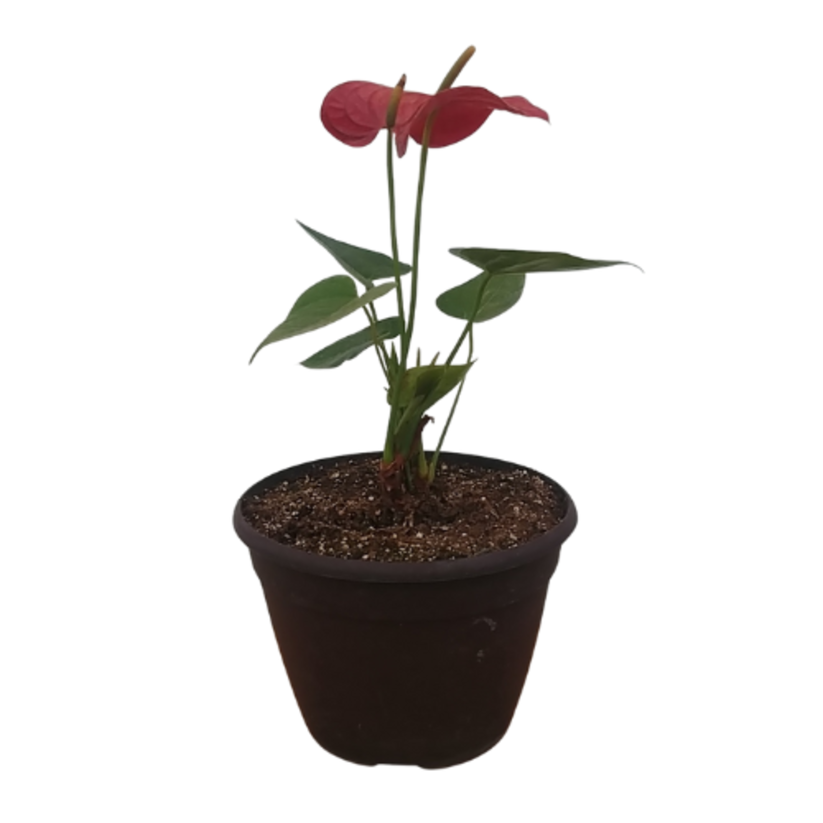 Anthurium andraeanum Flamingo Lily - Red