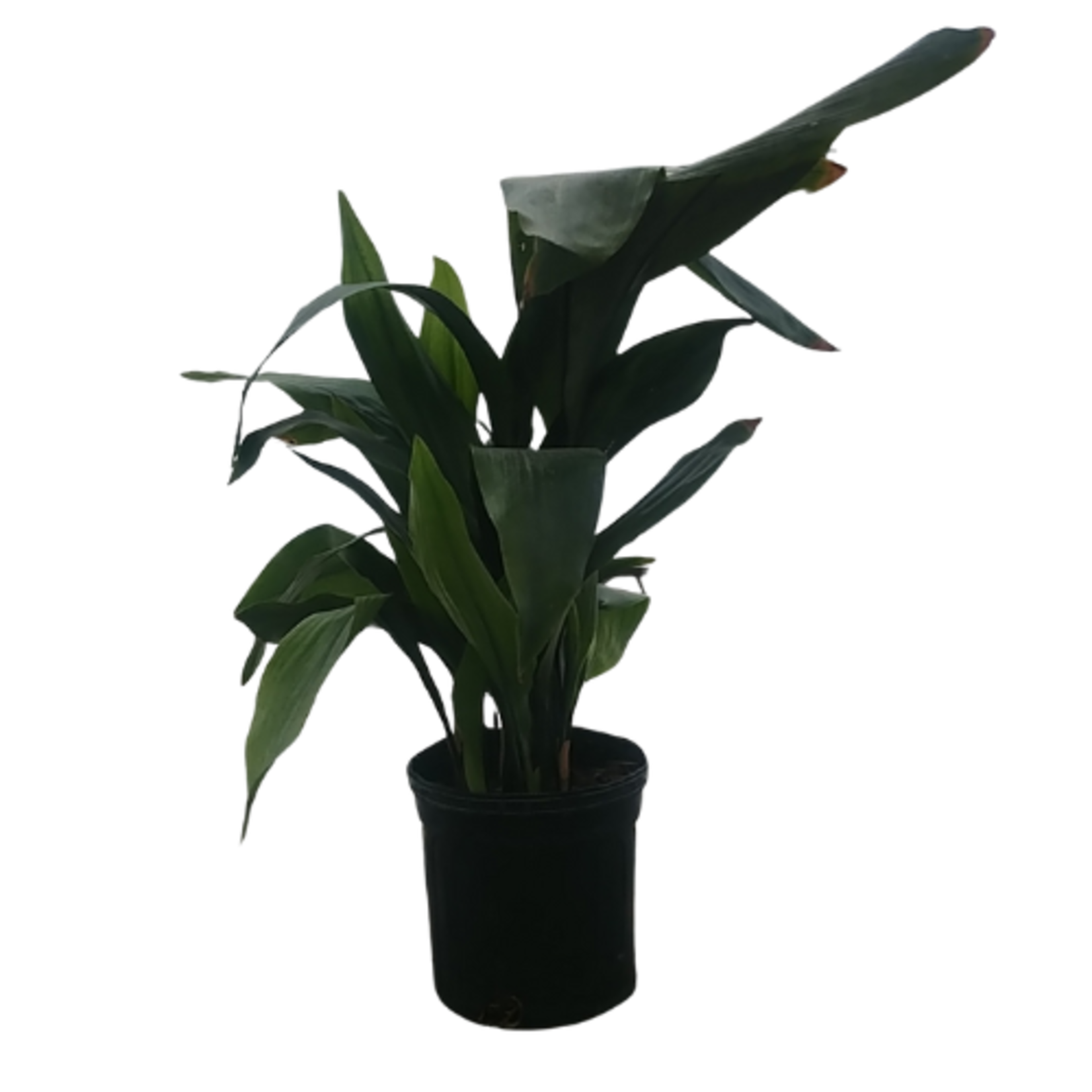 Aspidistra sp. Cast Iron Plant