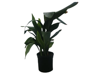 Aspidistra sp. Cast Iron Plant - The Green Spot Brandon