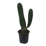 Consolea rubescens (Roadkill Cactus)