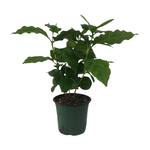 Coffea arabica (Coffee Plant)