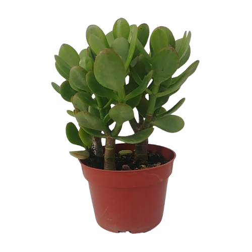 Crassula ovata Jade