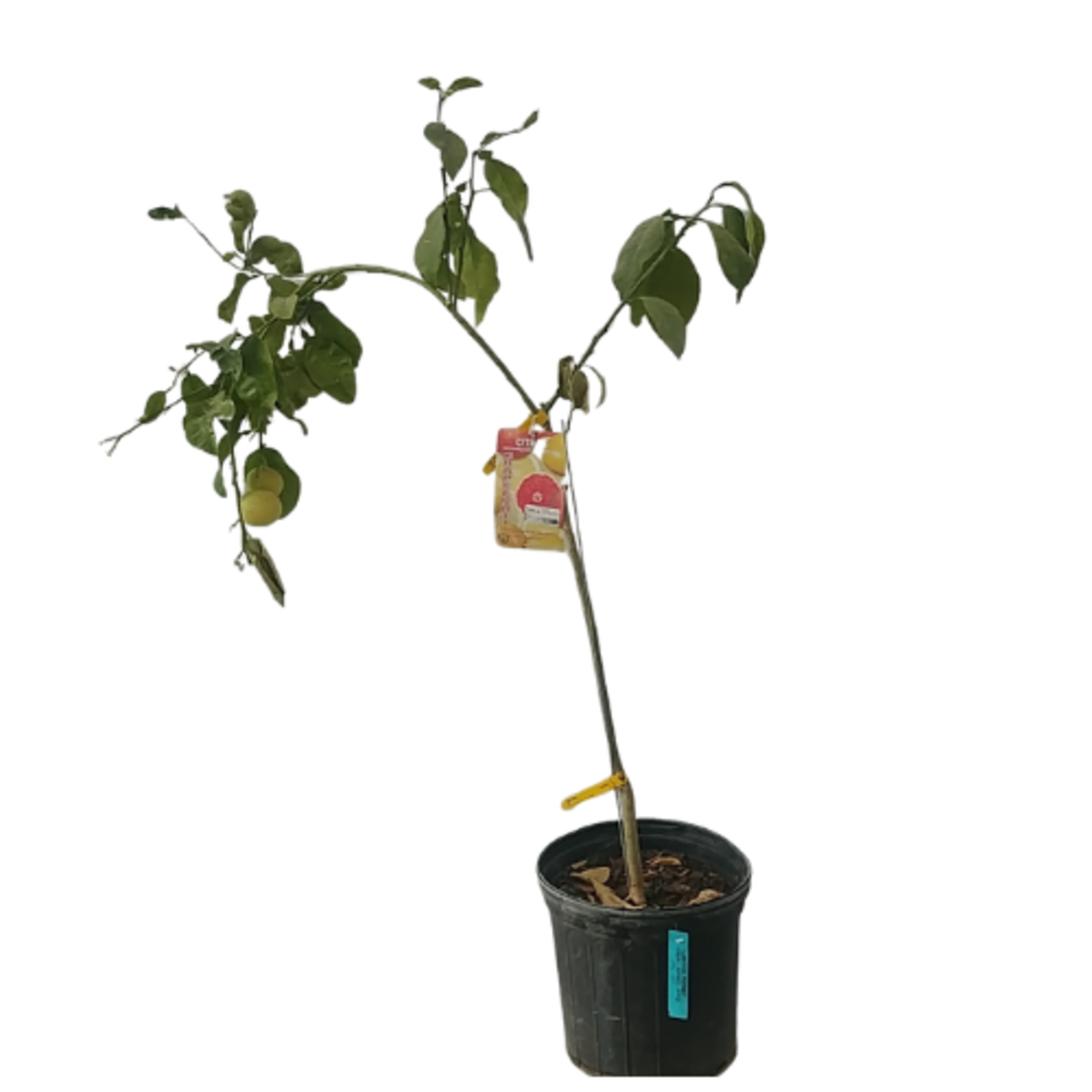 Citrus paradisi 'Ruby Ray' Grapefruit