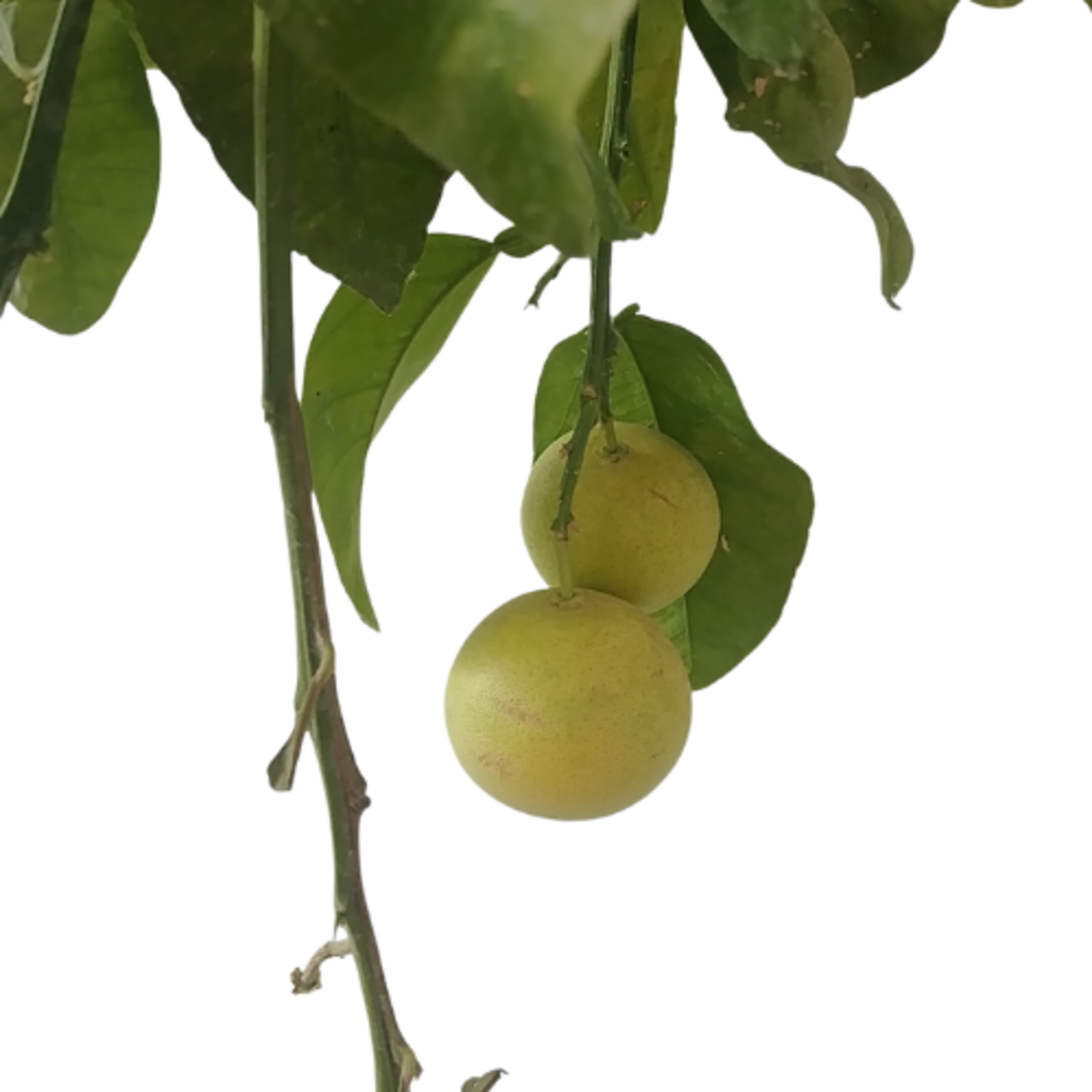 Citrus paradisi 'Ruby Ray' Grapefruit