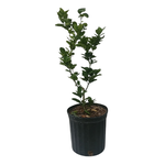 Citrus x aurantiifolia Key Lime