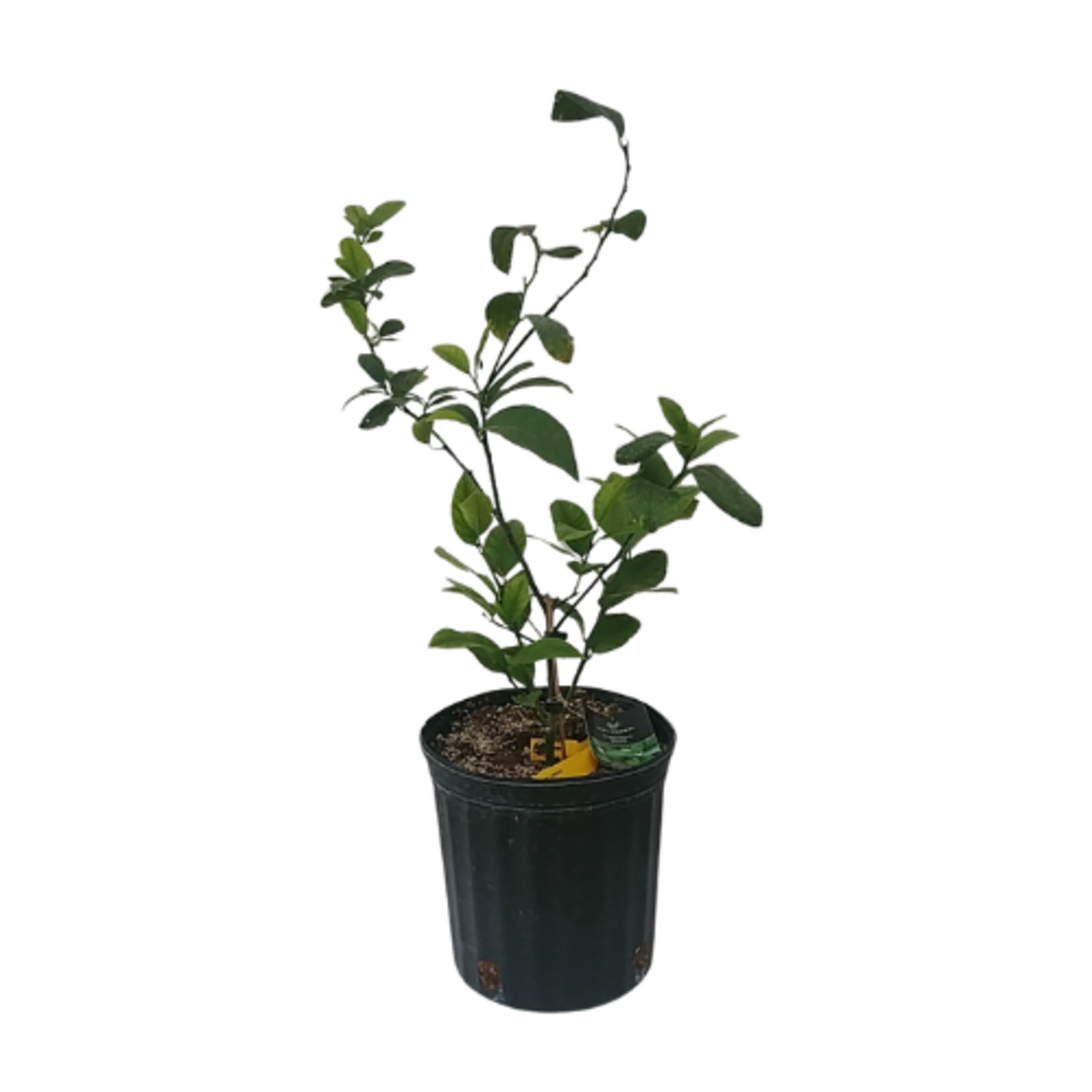 Citrus x meyeri 'Meyer' Lemon