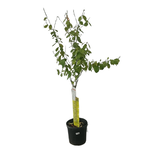 Citrus x microcarpa 'Sour Orange' Calamondin