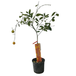 Citrus x sinensis 'Cara Cara' Navel Orange