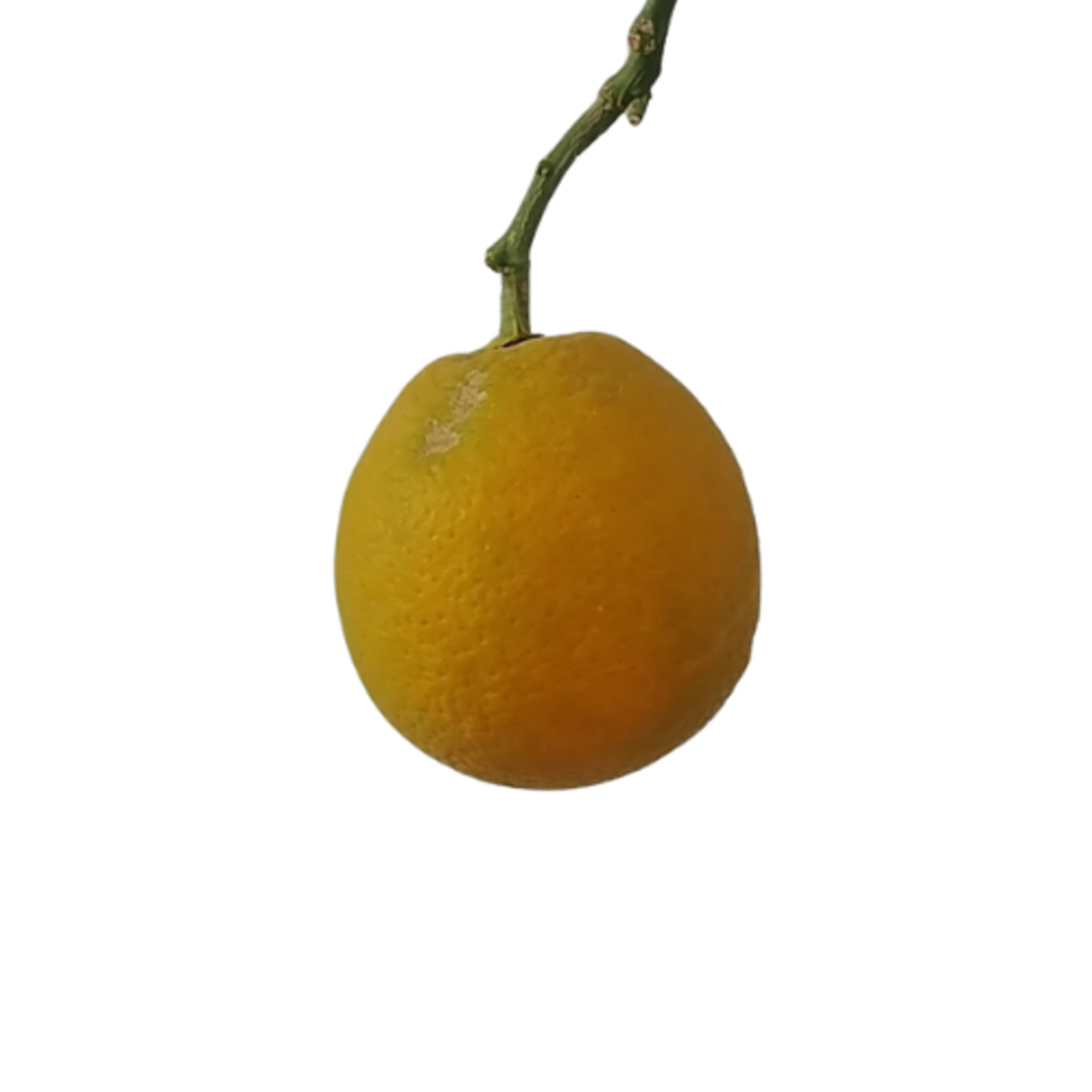 Citrus x sinensis 'Cara Cara' Navel Orange