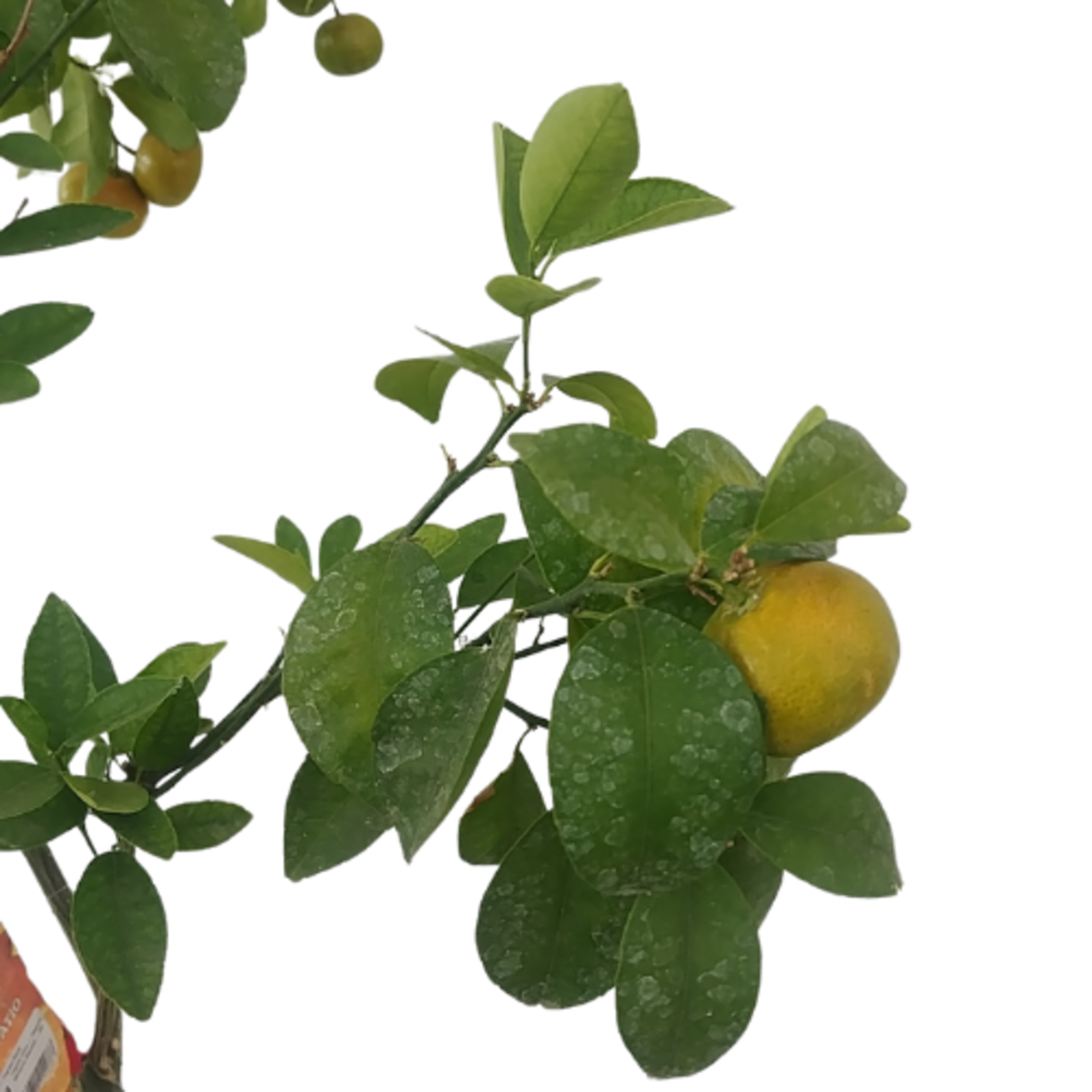 Citrus x tangerina 'Tangerine' Mandarin Standard