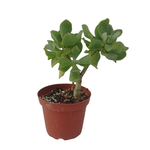 Crassula ovata 'Undulata' Curly Jade Plant