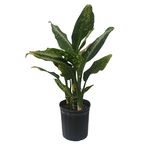 Dieffenbachia sp. 'Panther'