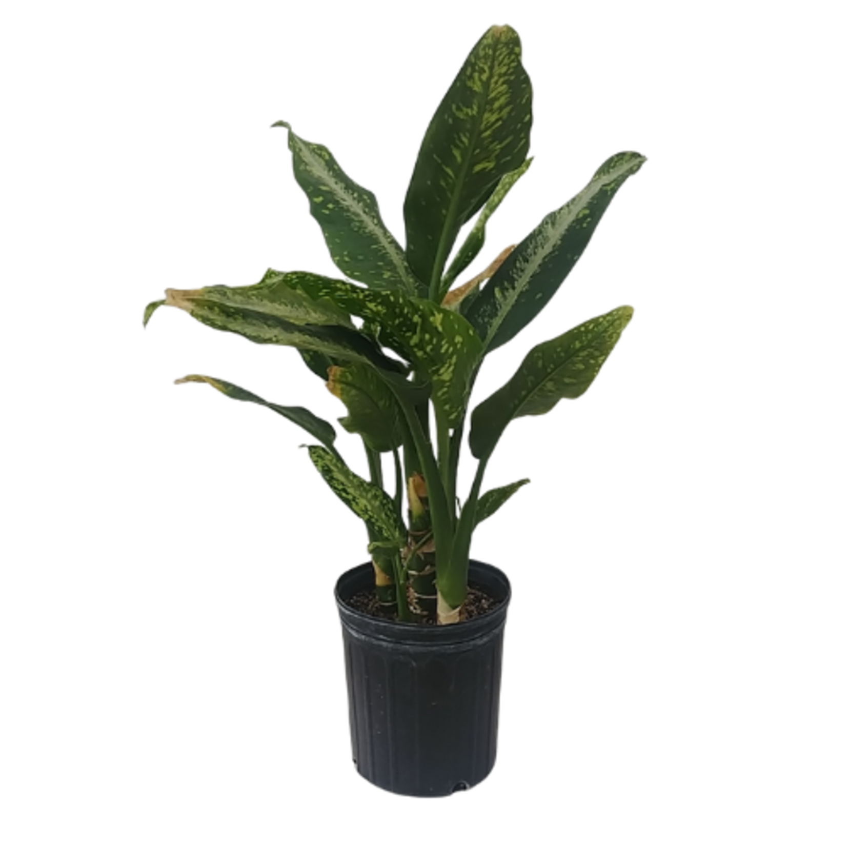 Dieffenbachia sp. 'Panther'