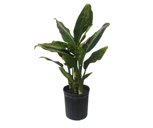 Dieffenbachia sp. 'Panther' - The Green Spot Brandon