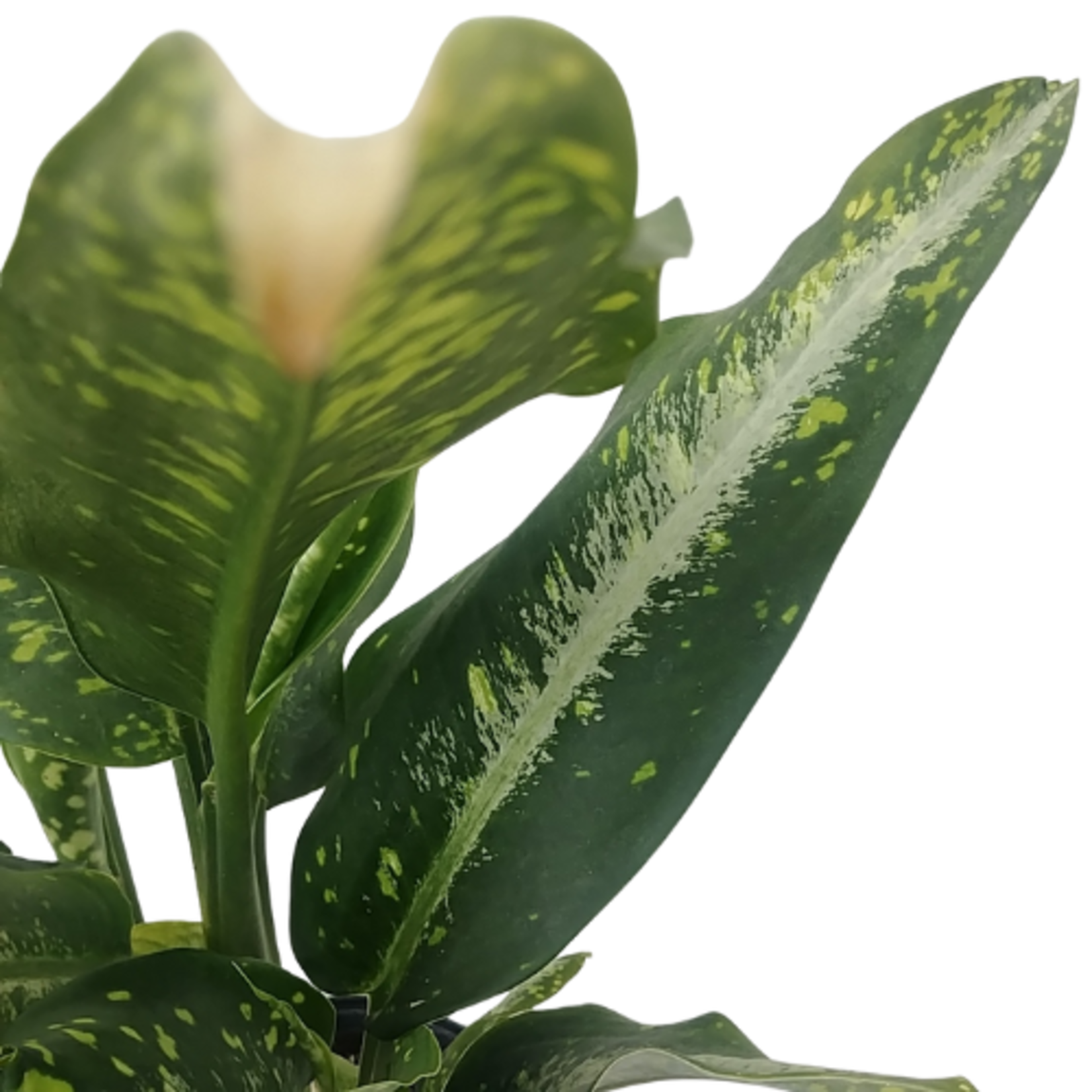 Dieffenbachia sp. 'Panther'