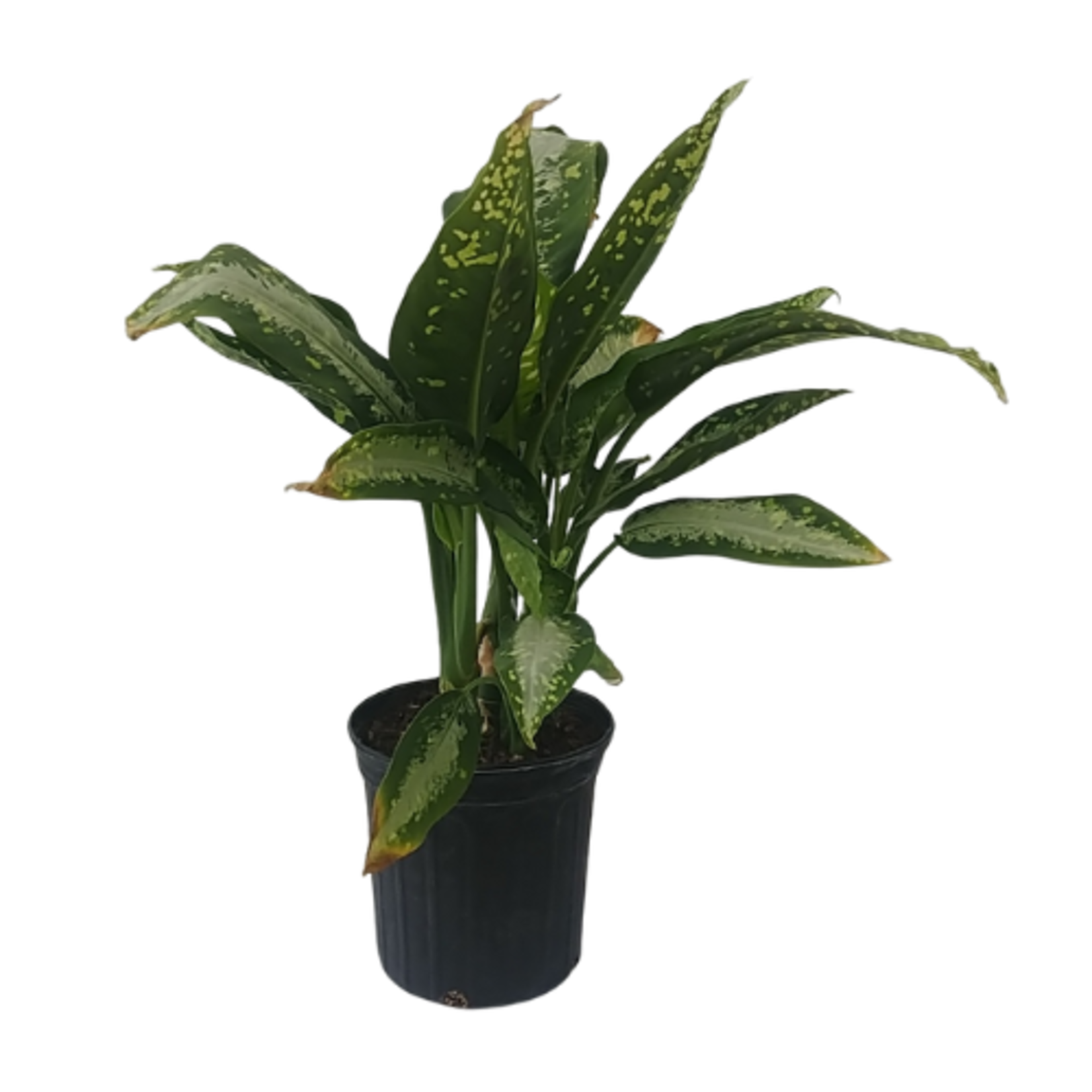 Dieffenbachia sp. 'Panther'