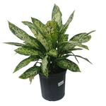 Dieffenbachia sp. 'Snow'