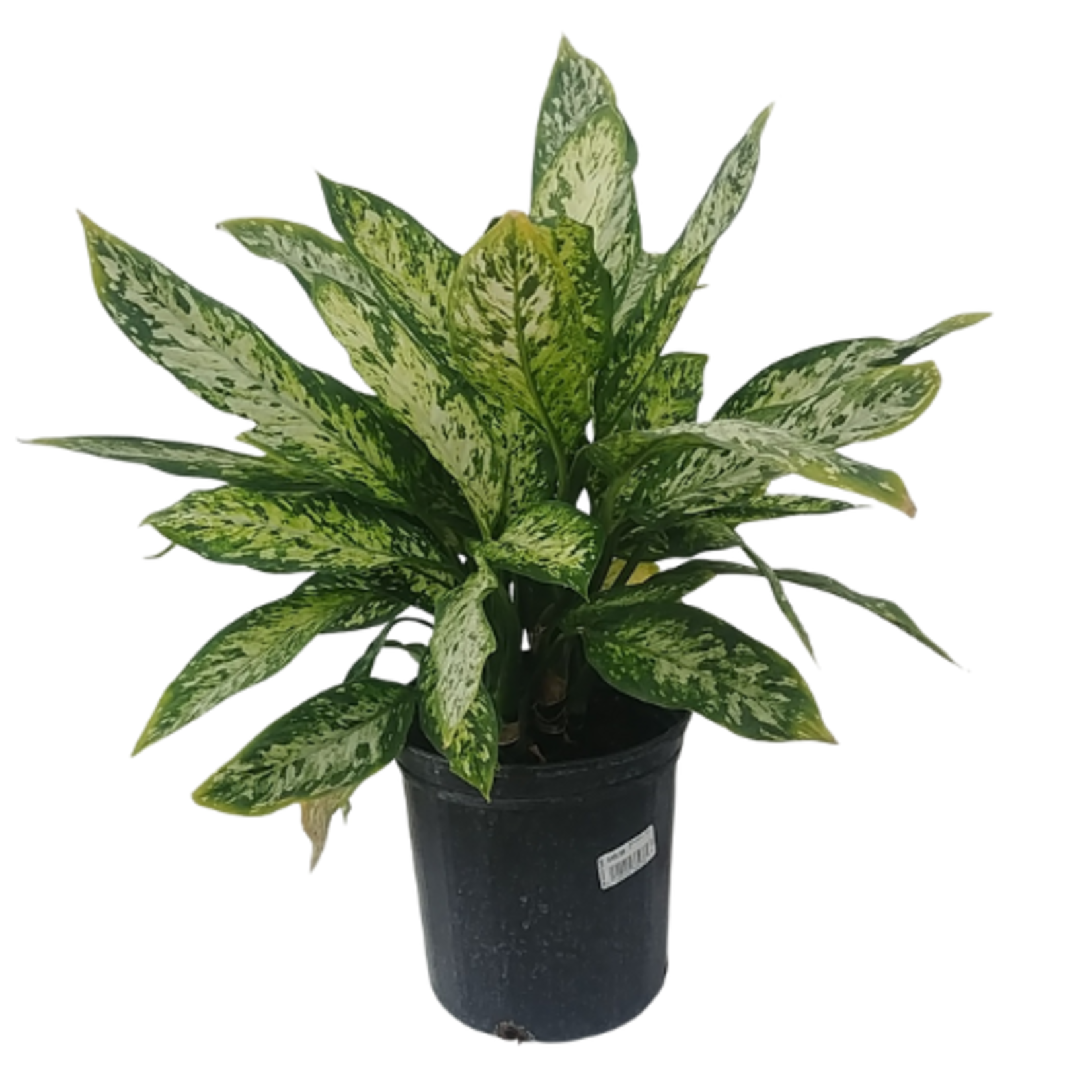 Dieffenbachia sp. 'Snow'