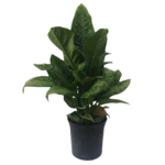 Dieffenbachia sp. 'Tropic Snow'