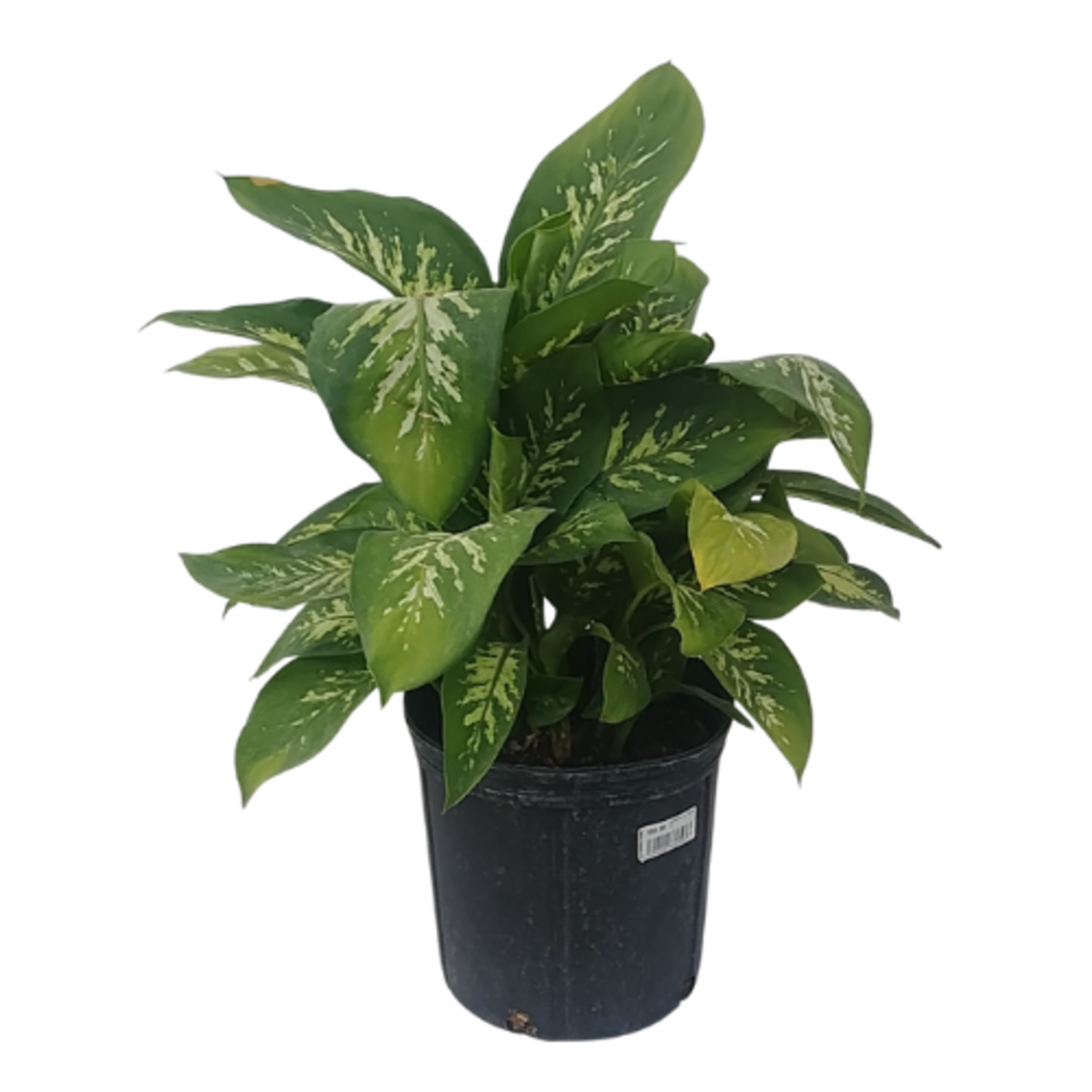 Dieffenbachia sp. 'Vesuvius'