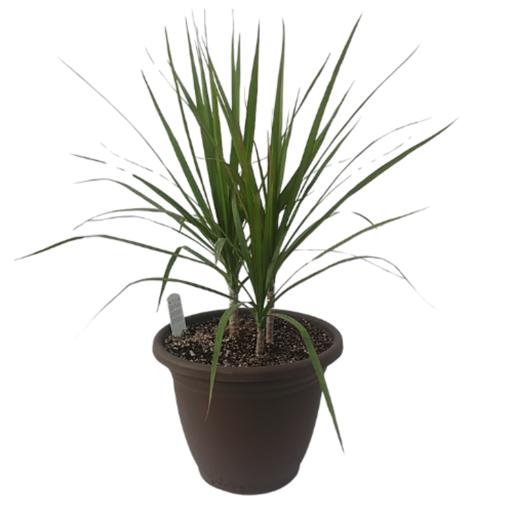 Dracaena marginata 'Magenta' Dragon Tree