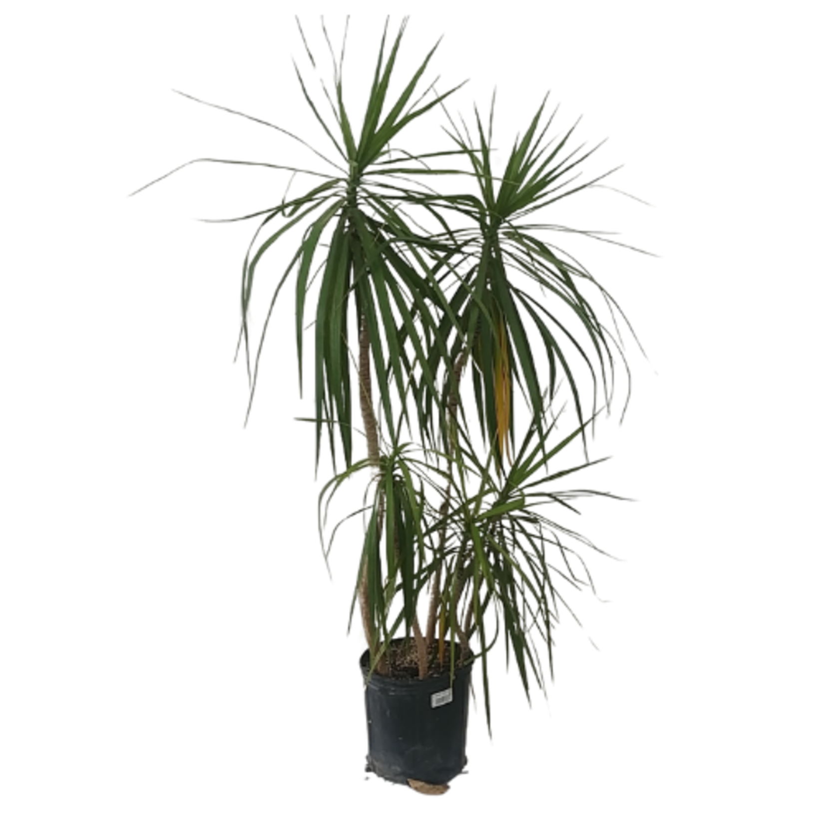 Dracaena marginata 'Magenta' Dragon Tree