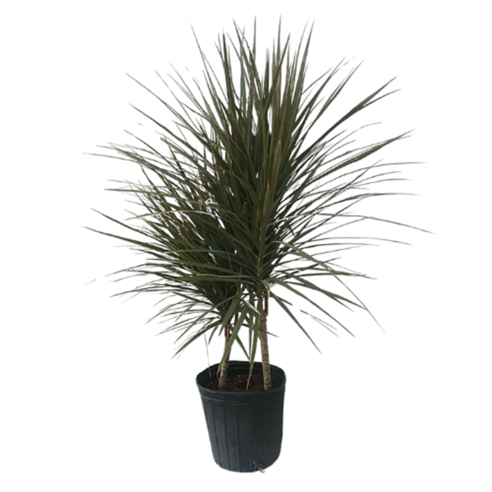 Dracaena marginata 'Magenta' Dragon Tree