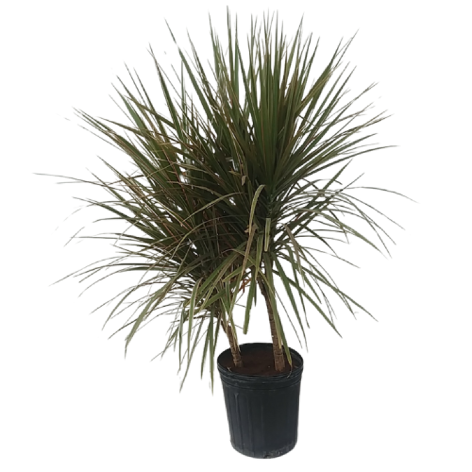 Dracaena sp. 'Bi Color Bush' Dragon Tree