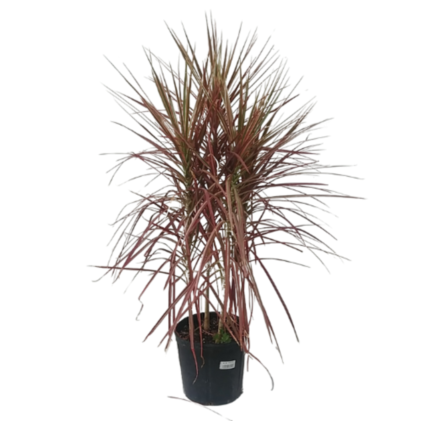 Dracaena sp. 'Colorama Bush' Dragon Tree