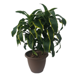Dracaena sp. 'Dragon Dorado' Dragon Tree