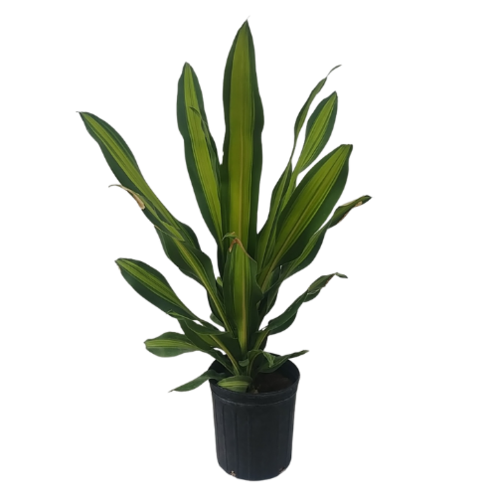 Dracaena sp. 'Golden Heart'