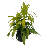Dracaena sp. 'Limelight' Dragon Tree