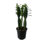 Euphorbia trigona 'Green' (African Milk Tree)