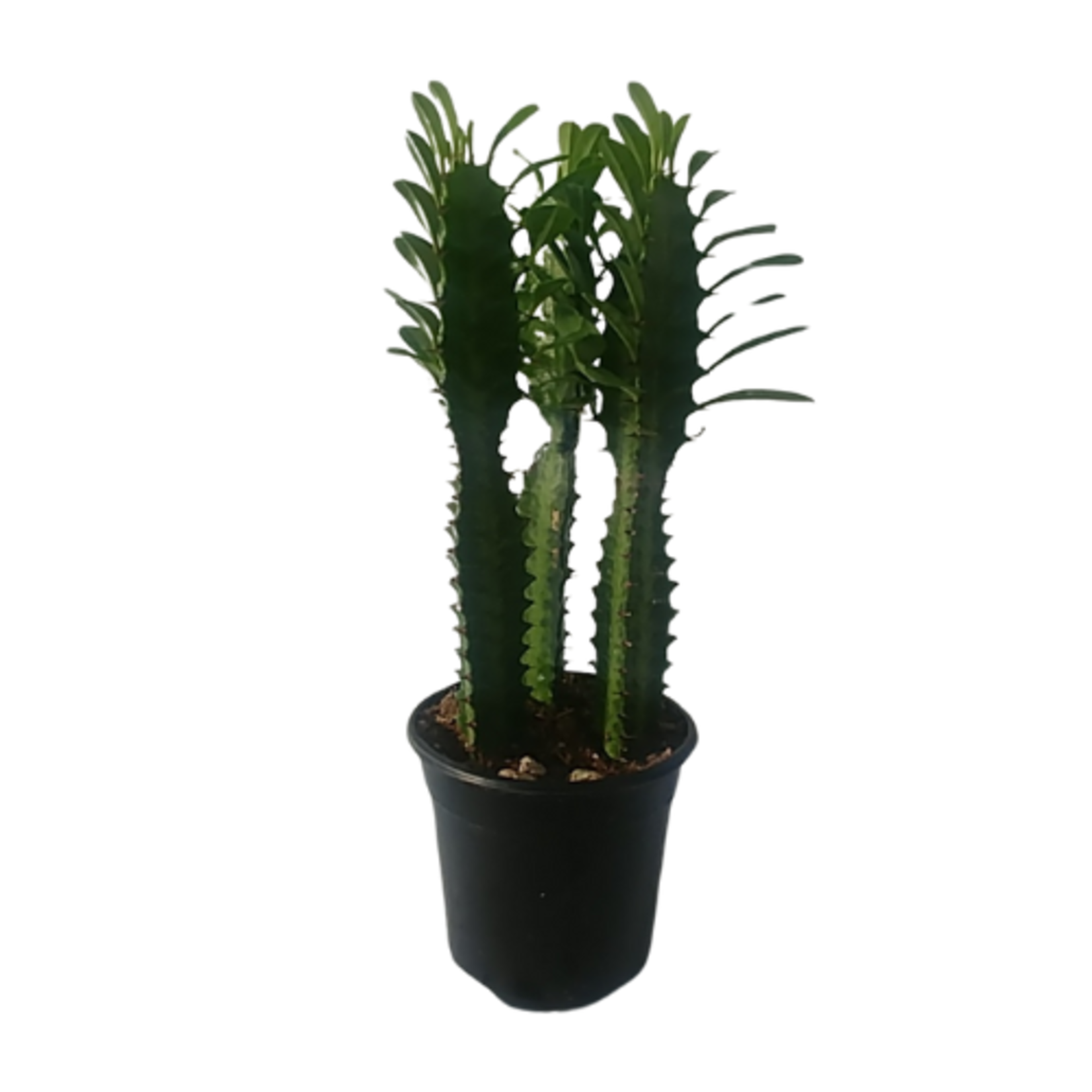 Euphorbia trigona 'Green' (African Milk Tree)